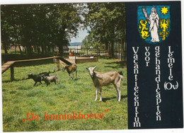 Lemele (Ov.) - Vak. Centr. V. Gehandicapten 'De Imminkhoeve', Lemelerweg 41 - (Ommen, Nederland) - GEIT / CHEVRE / GOAT - Ommen