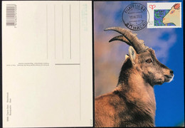 MACAU 2003 ZODIAC YEAR OF THE GOAT MAX CARD - Cartes-maximum