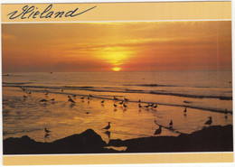 Vlieland - Zonsondergang, Vogels, Zee - (Nederland/Holland) - 200 - Vlieland