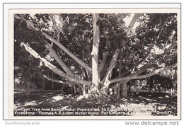 Florida Fort Myers Banyan Tree From India At The Thomas A Edison Winter Home Real Photo - Fort Myers