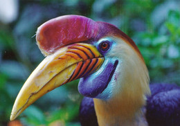 Vogelpark Walsrode (Bird Park), Germany - Hornbill - Walsrode