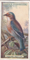 37 Indian Roller - Foreign Birds 1924 - Ogdens  Cigarette Card - Original - Wildlife - Ogden's