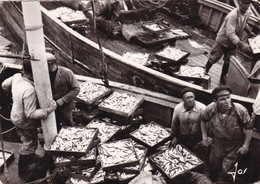 DEBARQUEMENT DU POISSON/PORT DE PECHE EN BRETAGNE (dil231) - Bretagne