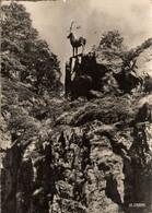 ALLEMAGNE HOLLENTHAL FORET NOIRE HIRCHSPRUNG SAUT DE CERF - Höllental