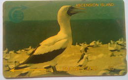 Ascension 5 Pounds 4CASA White Booby Bird - Ascension