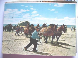 Nederland Holland Pays Bas Ameland Met Reddingsboot En Paarden - Ameland