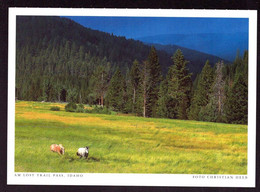 AK 001666 USA - Idaho - Am Lost Trail Pass - Altri & Non Classificati