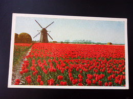 Omgevig "Keukenhof" Lisse Holland (12630) - Lisse