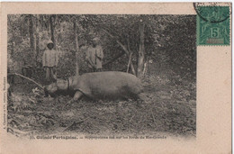 Carte Postale Ancienne/ Guinée Portugaise / Hippopotame  Sur Les Bords Du Rio-Grande/ 1906      CPDIV333 - Guinea-Bissau