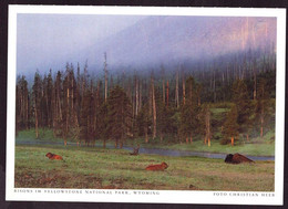 AK 001954 USA - Wyoming - Yellowstone National Park - Bisons - Yellowstone