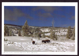 AK 001958 USA - Wyoming - Yellowstone National Park - Bisons - Yellowstone