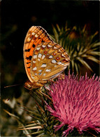 Papillons Butterfly * 2 CP * Diane & Grand Nacré * Thèmle Papillon - Schmetterlinge