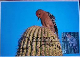 SONORAN DESERT BIRD MAXIMUM CARD TUCSON AZ 1999 FAUNA PAJARO CARPINTERO CACTUS - Tucson