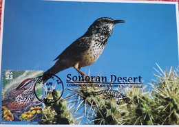 USA CENZONTLE BIRD MAXIMUM CARD SONORAN DESERT CACTUS CLEAR POSTMARK - Tucson