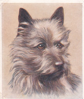 6 Cairn Terrier Puppy   - Our Dogs 1939  -  Phillips Cigarette Card - Original - Pets - Animals - 5x6cm - Phillips / BDV
