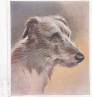 22 The Deerhound  - Our Dogs 1939  -  Phillips Cigarette Card - Original - Pets - Animals - 5x6cm - Phillips / BDV