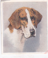 21 Foxhound  - Our Dogs 1939  -  Phillips Cigarette Card - Original - Pets - Animals - 5x6cm - Phillips / BDV
