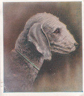 20 Bedlington Terrier  - Our Dogs 1939  -  Phillips Cigarette Card - Original - Pets - Animals - 5x6cm - Phillips / BDV
