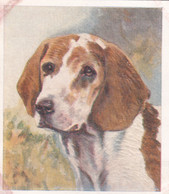 25 The Beagle   - Our Dogs 1939  -  Phillips Cigarette Card - Original - Pets - Animals - 5x6cm - Phillips / BDV