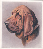 28 Bloodhound  - Our Dogs 1939  -  Phillips Cigarette Card - Original - Pets - Animals - 5x6cm - Phillips / BDV