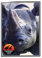 (RR 13) Australia - NSW - Dubbo Western Plain Zoo Rhinoceros + Rhino Survival Sticker (2 Items) - Rhinocéros