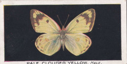 9 Pale Clouded Yellow - British Butterflies 1926 -  Phillips Cigarette Card - Original - Phillips / BDV