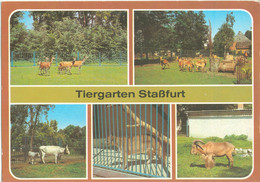 Tiergarten Stassfurt, DE - Deer, Barbary Sheep, Cattle, Cougar - Stassfurt