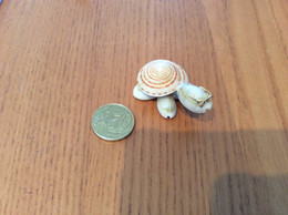 Miniature "tortue" (coquillages) Type 2 - Tortues