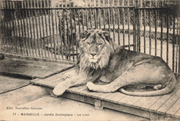 France (13 Marseille) - Jardin Zoologique - Le Lion - Parken En Tuinen