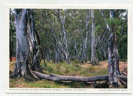 AK 06561 AUSTRALIA -  South Australia - Flinders Range - Redgum-Bäume - Flinders Ranges
