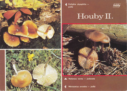 Carte Postale  Photos Aurel Dermek - Paddestoelen