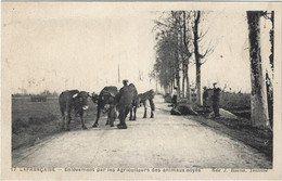 82   Lafrancaise -  Inondation - Enlevement Par Les Agriculteurs  Des Animaux Noyes - Lafrancaise