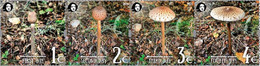 Finland 2021 Parasol Mushroom A Delicacy Of Gastronomy Peterspost Strip Of 4 Stamps Mint - Unused Stamps