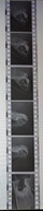 6 Negative Hübsche Junge Frau Sw / Beautiful Young Woman Bw / 24x35mm Vom Prof. Fotograf Erotik Erotic Abx-LR34-2 - Zonder Classificatie