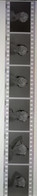 6 Negative Hübsche Junge Frau Sw / Beautiful Young Woman Bw / 24x35mm Vom Prof. Fotograf Erotik Erotic Abx-LR33-3 - Unclassified