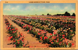 Texas Tyler A Rose Garden Curteich - Tyler