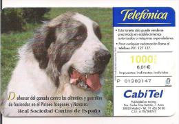 RAZAS CANINAS MASTIN DEL PIRINEO - Dogs