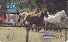 TARJETA DE URUGUAY DE CABALLOS  (HORSE-CABALLO) - Horses