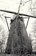 * 1.114 - Tessenderlo - Schaliënmolen - 1860 - Achtkantige Houten Korenmolen - Tessenderlo