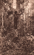 Tuck AK British Guiana Britisch Guayana Guyana Guyane Bleeding Balata Tree America Del Sur South America Amerique Colony - Suriname