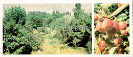 Pamir - Gorno-Badakhshan - Gursky Alpine Botanical Garden - 1985 - Tajikistan USSR - Unused - Tadjikistan