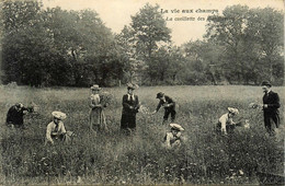Agriculture * La Vie Aux Champs * La Cueillette Des Marguerites * Cueilleuses - Other & Unclassified