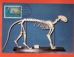 NAC-18 Carte-Maximum-Karte Sonderpostmarken 1982 150 Jahre Naturhistorisches Museum Bern Gross Format - Cartoline Maximum