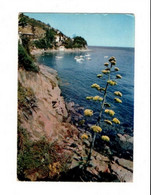 Aloès En Fleur Dans Un Charmant Cadres De La Côte D'Azur (83) - Geneeskrachtige Planten