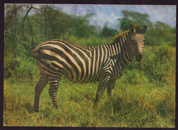 AK 023052 ZEBRA - Zebra's