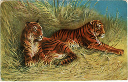 Mueller Muller August Munich Illustrator Illustrateur Signee Tigre Tigres Tijger Tigra Tiger CPA - Mueller, August - Munich