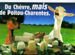 Du Chevre Mais De POITOU CHARENTES, Fromages, Chevres,recette Quiche Du Pecheur Au Dos - Poitou-Charentes