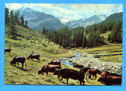 Val251, Super Nendaz, Mont De Sion, Bec Des Etagnes, Vaches D'Hérens, Cloche, Darbellay, GF, Circulée 1970 - Nendaz