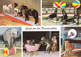 1962, Deutschland, Hamburg, Carl Hagenbeck's Tierpark, Dressur - Schule - Stellingen