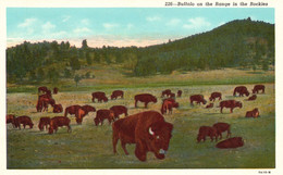 Buffalo On The Range In The Rockies - Rocky Mountains